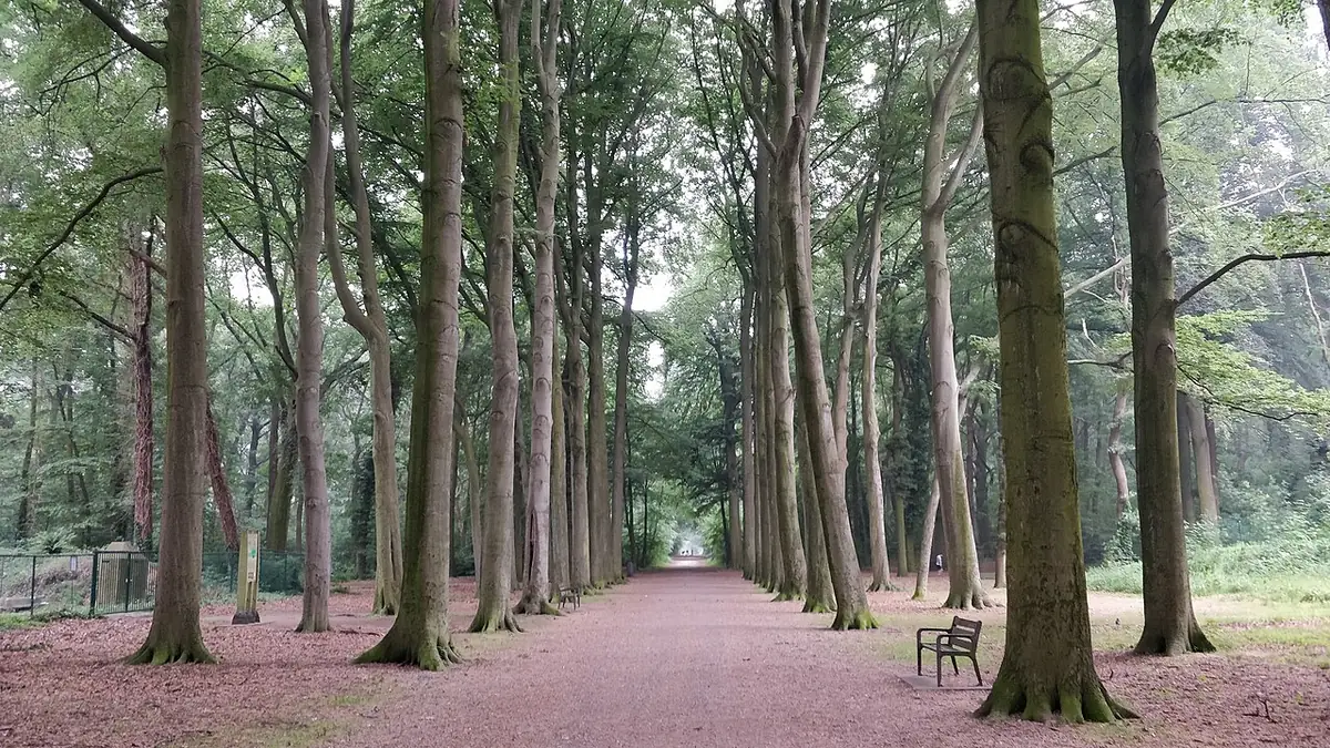 Une allée bordée de hauts arbres dans le parc Den Brandt à Anvers