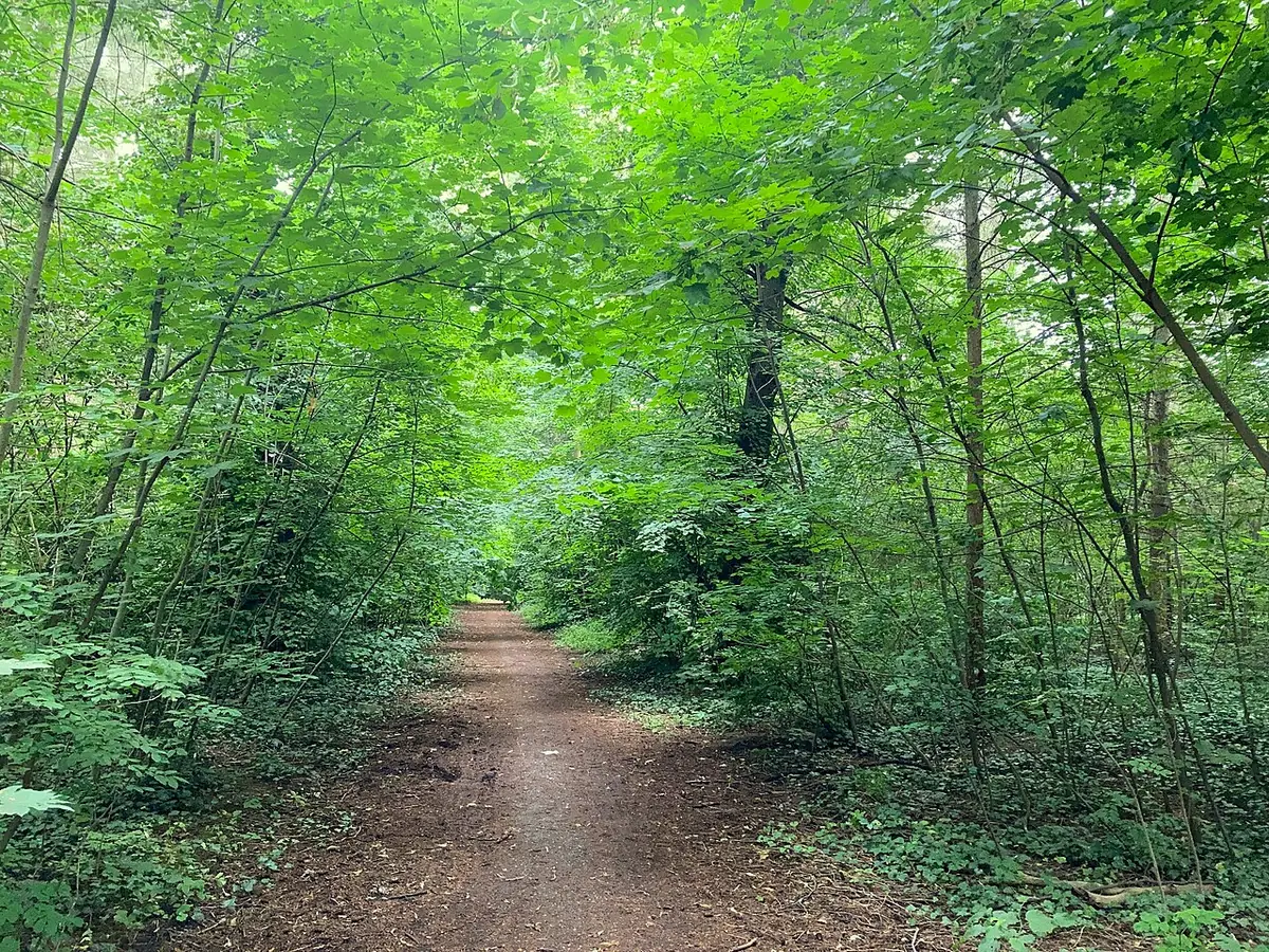 Un chemin forestier verdoyant à Berlin