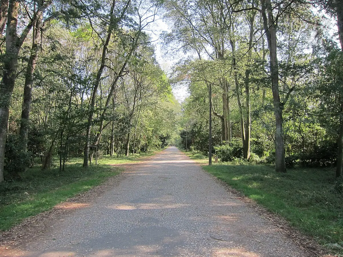 Une allée boisée du parc Mata Nacional do Choupal à Coimbra