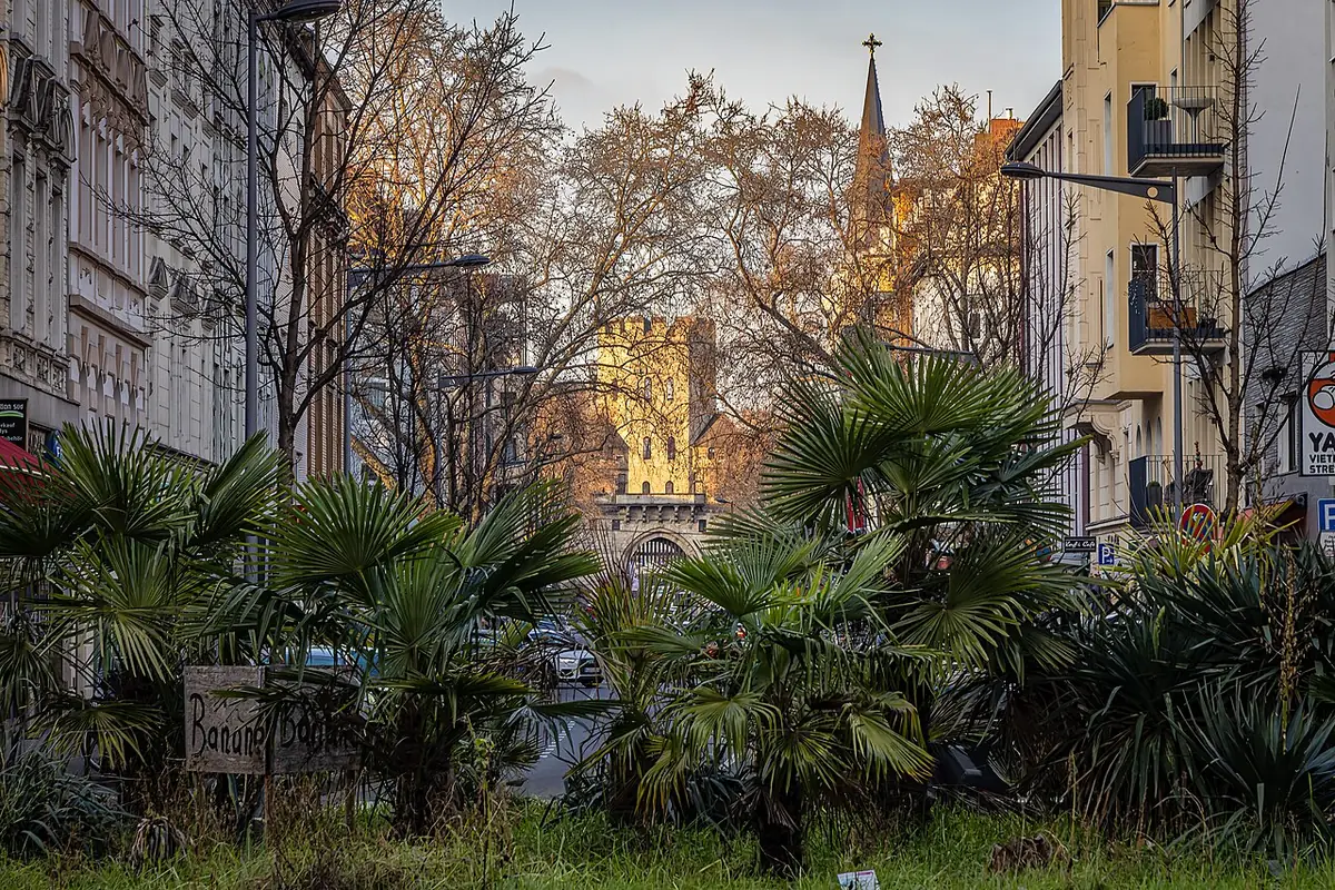 La Severinstorburg vue à travers des palmiers et des arbres, entre deux immeubles