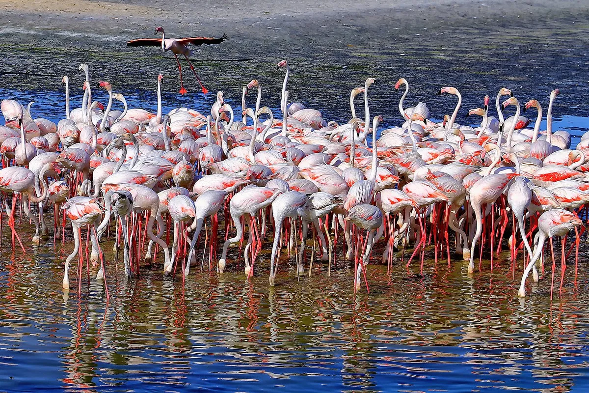 Ras Al Khor, Dubai