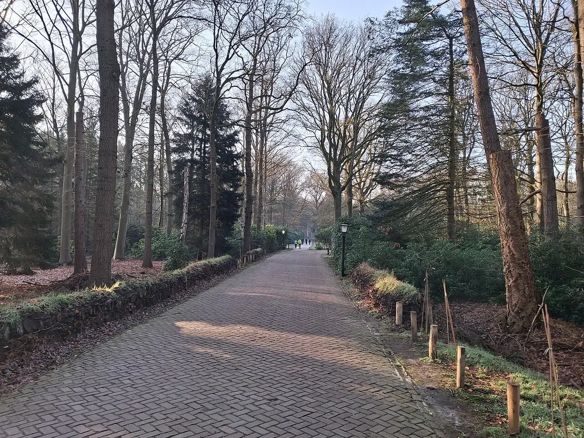 Une allée boisée du Lichtbos à Eindhoven