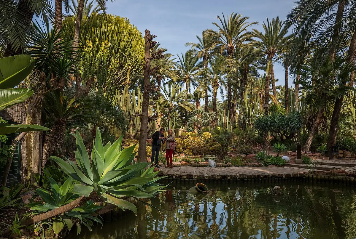 Le jardin du Huerto del Cura à Elche, palmiers et bassin