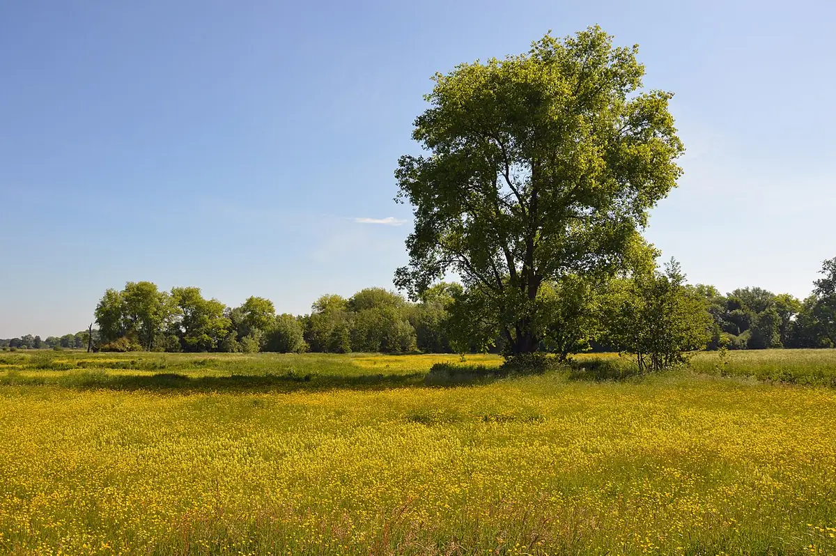 Une prairie fleurie avec un arbre isolé aux abords de Gand