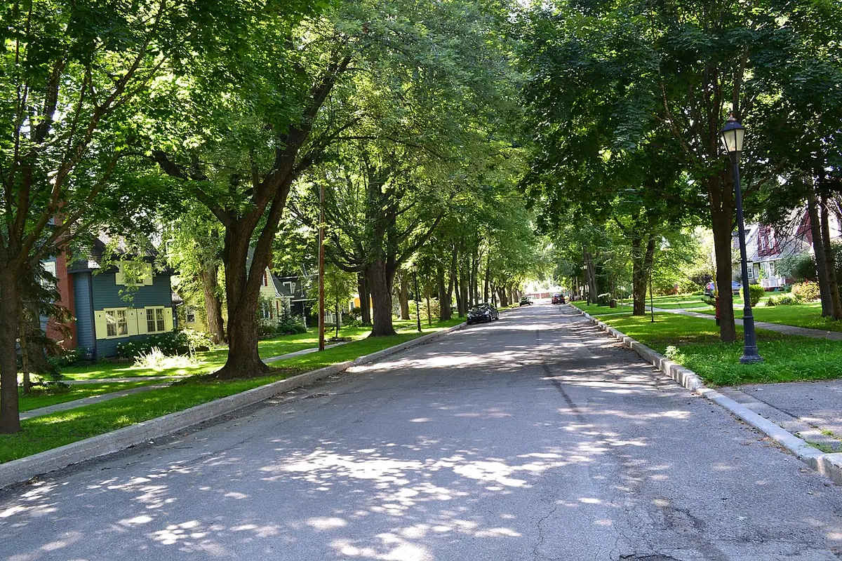Rue Poplar à Gatineau, bordée de grands arbres et de pelouses, maisons en retrait