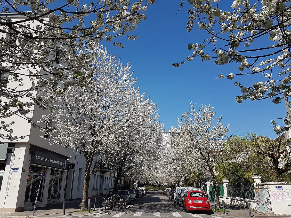 La rue Rochambeau à Grenoble, bordée de cerisiers en fleurs