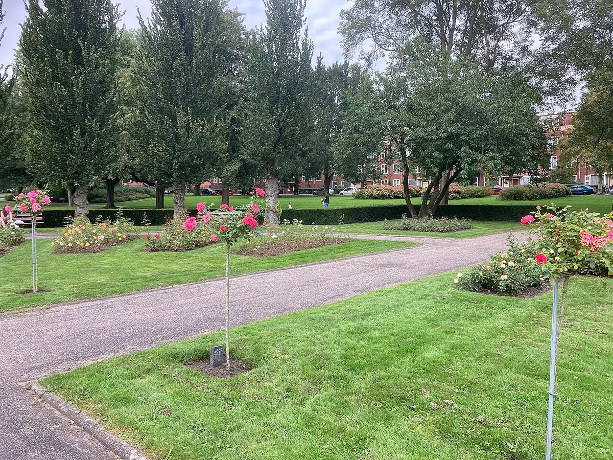 Une allée fleurie bordée de rosiers dans l’Oosterpark à Groningue