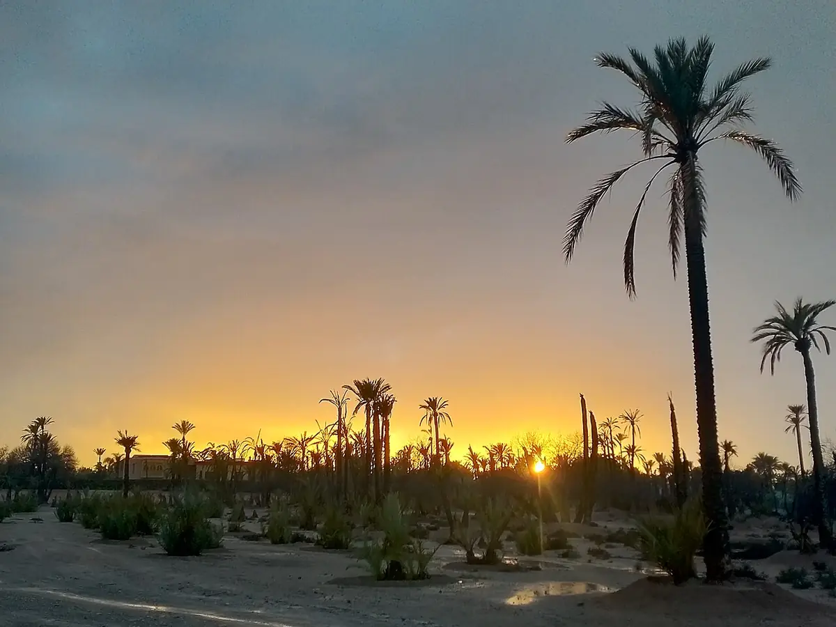 Silhouettes de palmiers au coucher du soleil à Marrakech