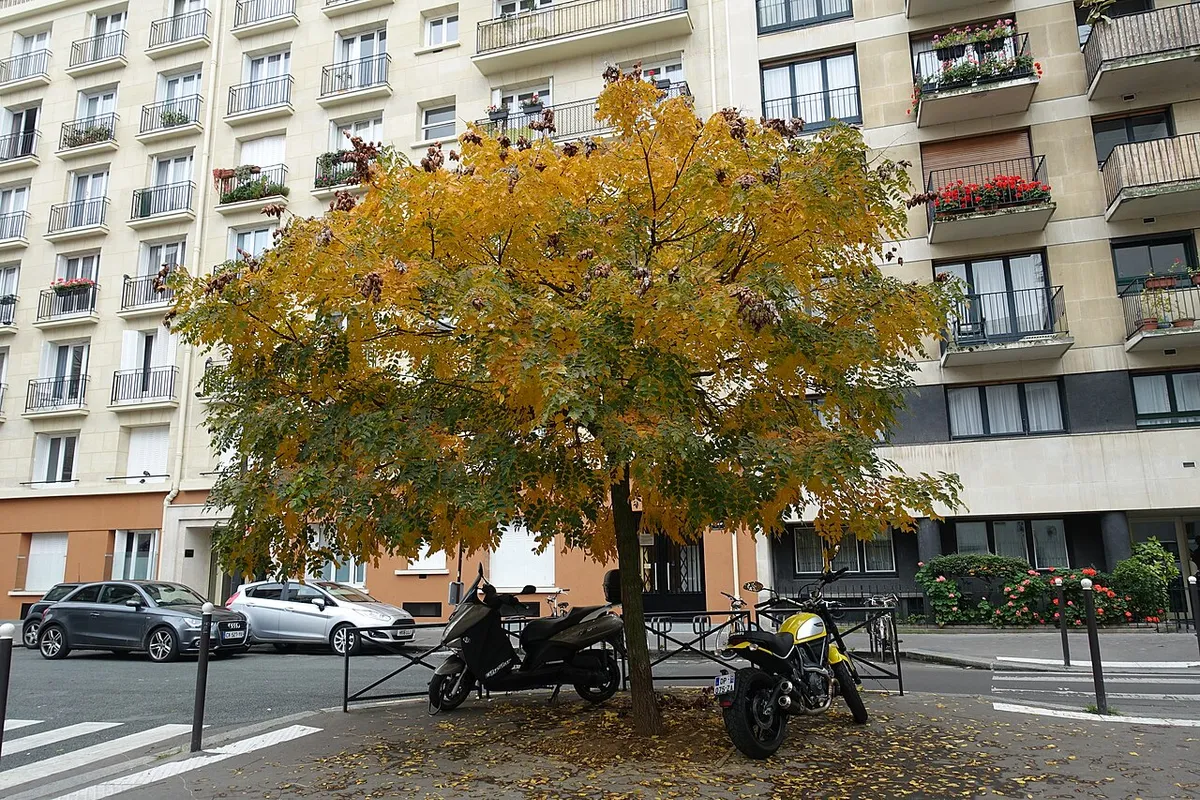 La rue d'Alleray, à Paris 15e