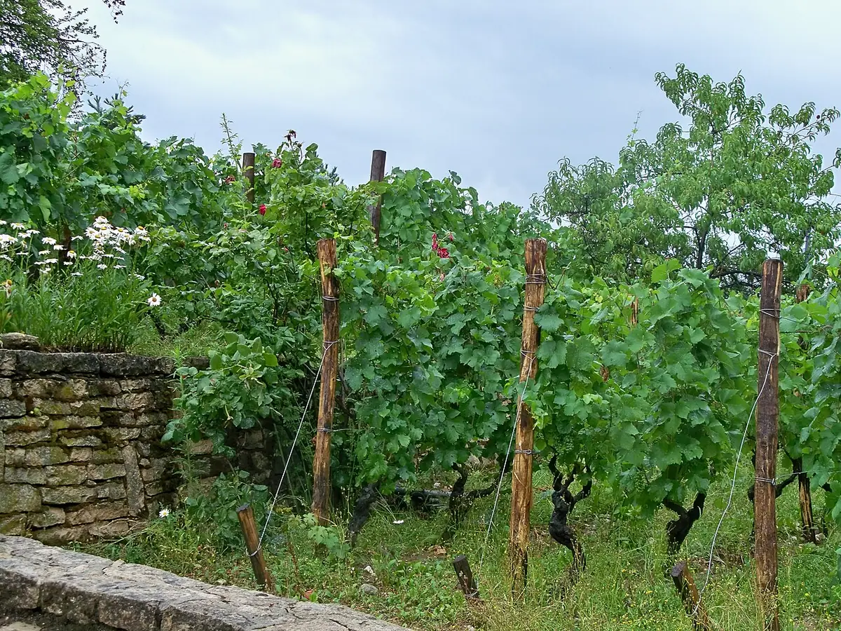 Les rangées de vigne du parc Georges-Brassens