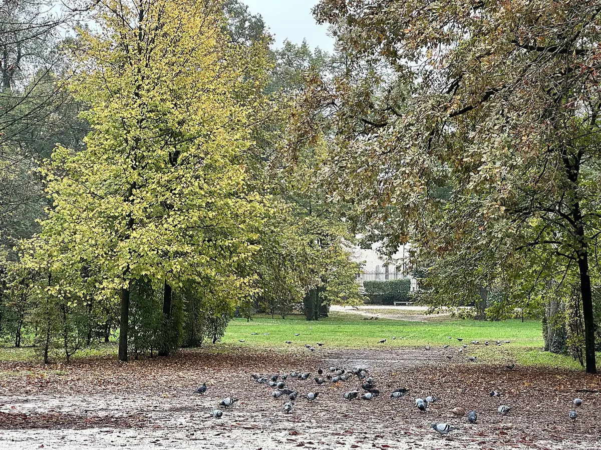 Une allée du Parco Ducale en automne, arbres et pigeons
