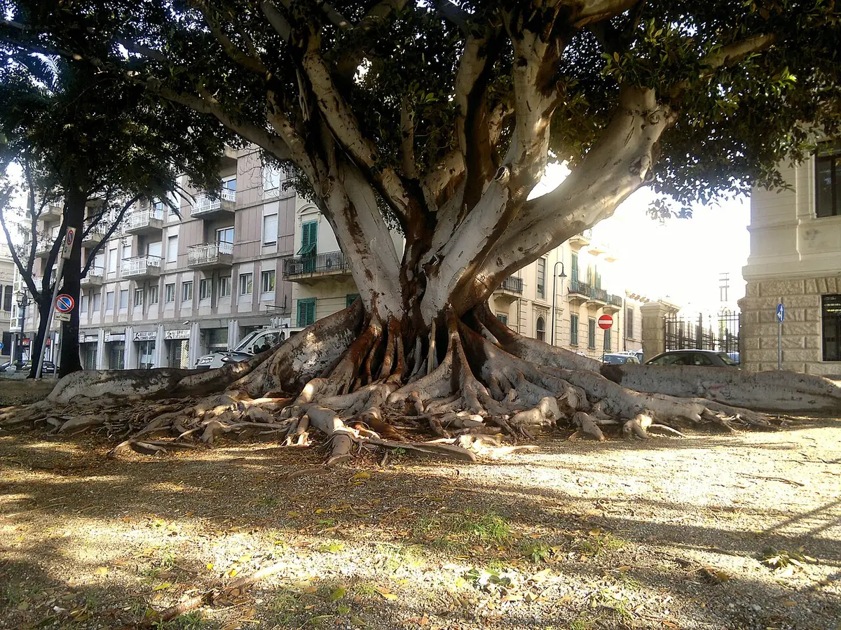 Un grand ficus aux racines apparentes à Reggio de Calabre, immeubles derrière