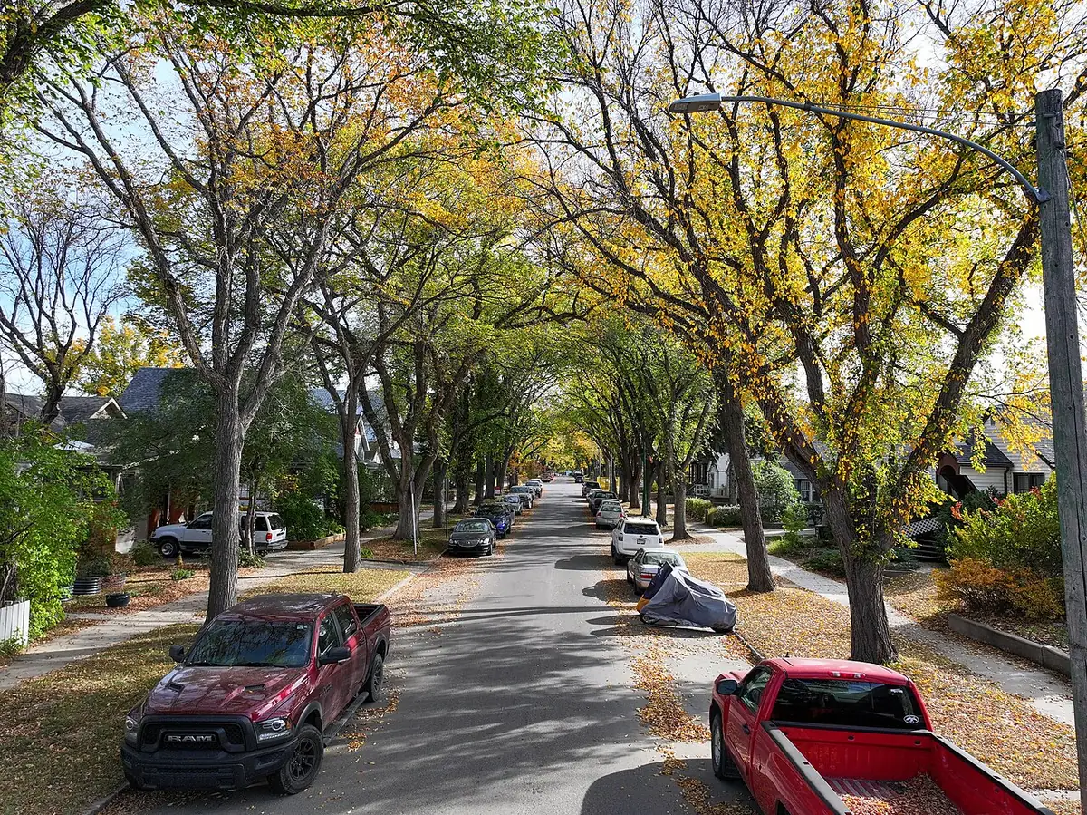 Rue résidentielle de Nutana à Saskatoon, bordée de grands arbres aux feuilles d’automne