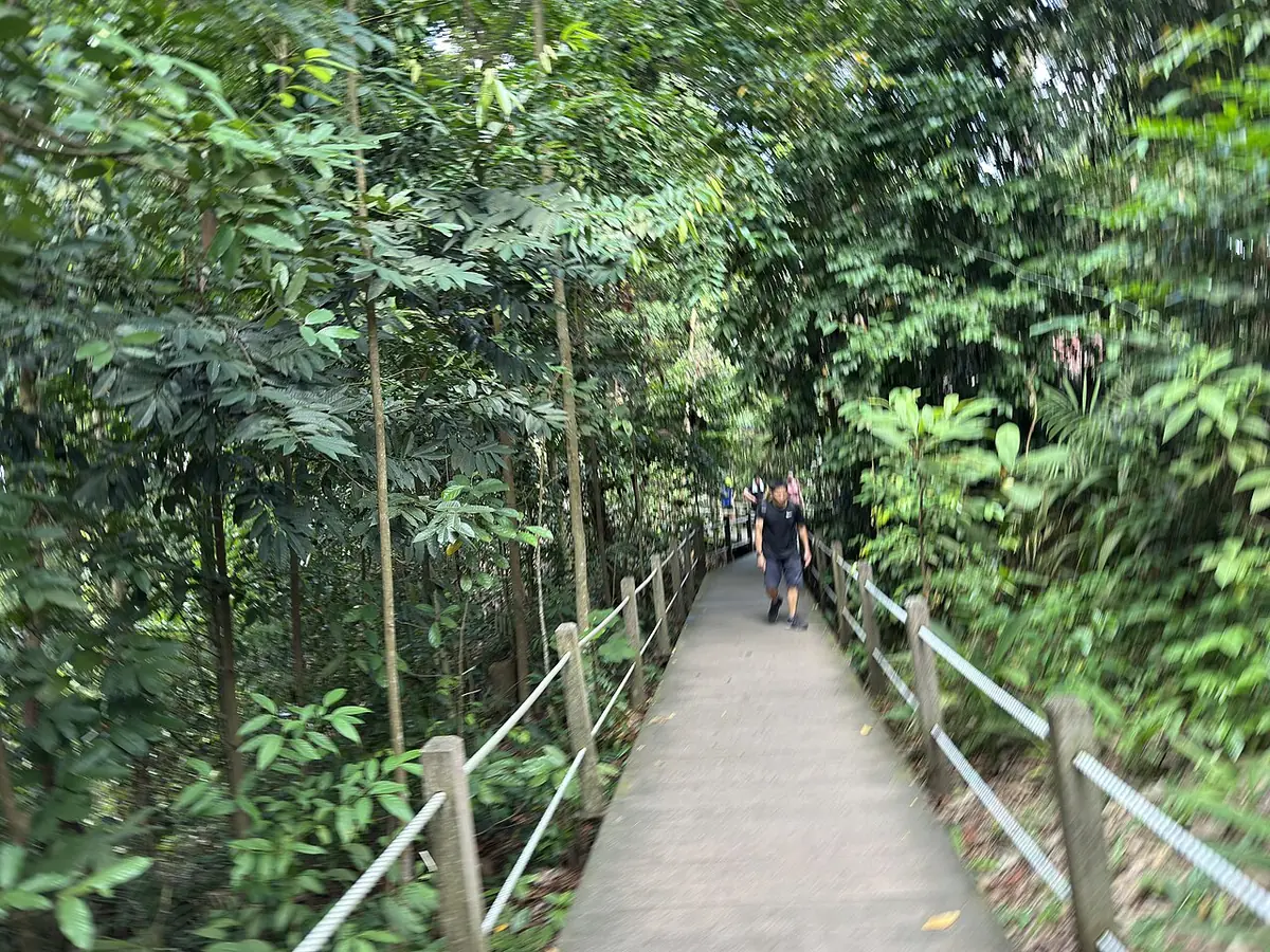 Un platelage en bois serpentant dans la forêt dense de la réserve naturelle de Bukit Timah