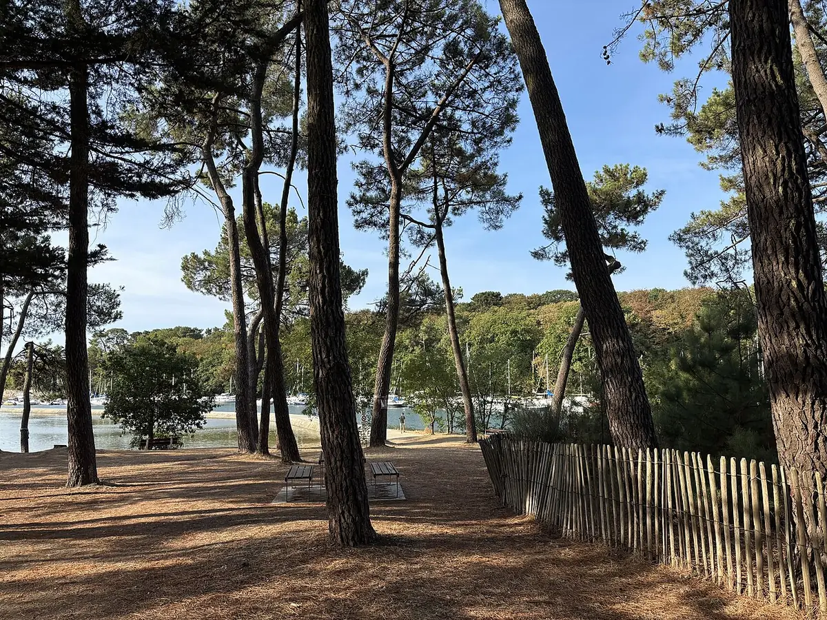 Des pins au bord de l’eau sur la presqu’île de Conleau, à Vannes
