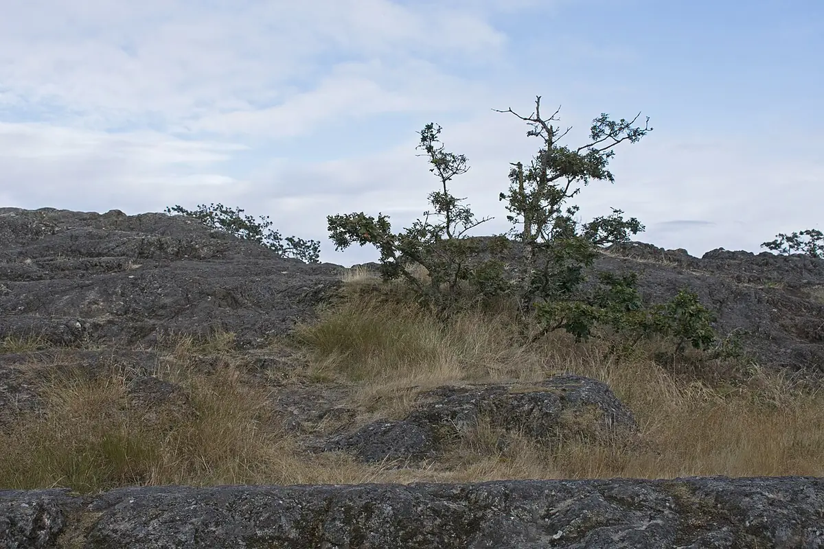 Les rochers et la végétation du parc Beacon Hill à Victoria