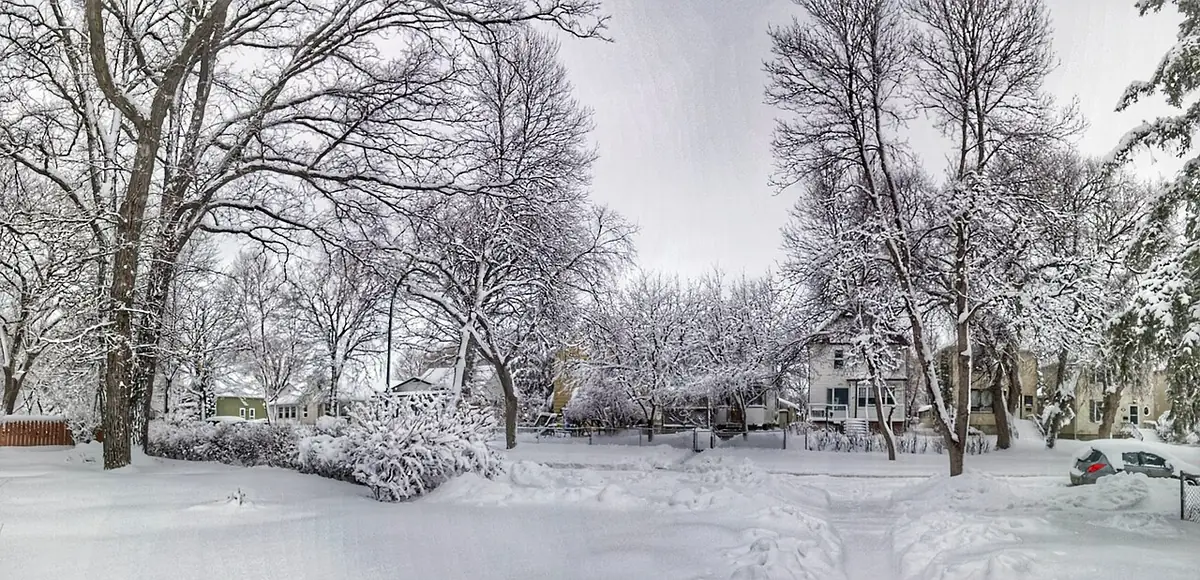 Des arbres givrés le long d’une rue de Winnipeg après une tempête de neige